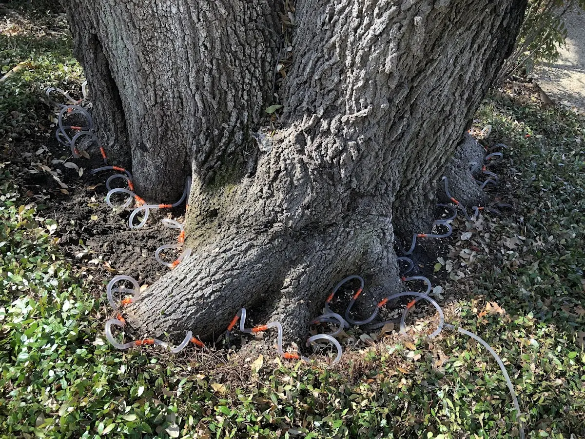 Detailed Tree Cabling and Bracing job site in Athelstane