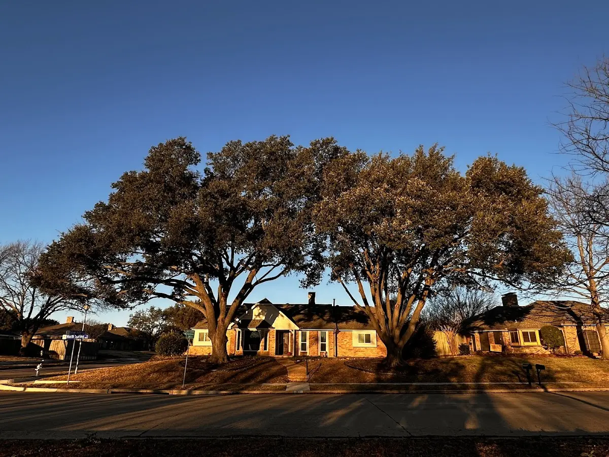Established residential canopy tree shading a home in Athelstane